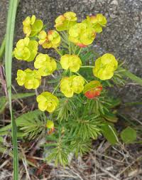 Attēlu rezultāti vaicājumam “Euphorbia cyparissias flower”