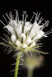 Image result for Dipsacus pilosus