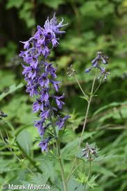 Attēlu rezultāti vaicājumam “Delphinium elatum  fruit”