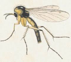 Attēlu rezultāti vaicājumam “Mycetophilidae”