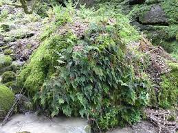 Attēlu rezultāti vaicājumam “Homalia trichomanoides sporophyte”