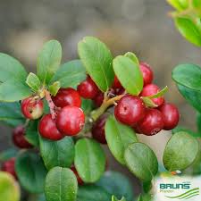 Attēlu rezultāti vaicājumam “Vaccinium vitis-idaea”