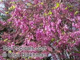 Attēlu rezultāti vaicājumam “Cercis siliquastrum”