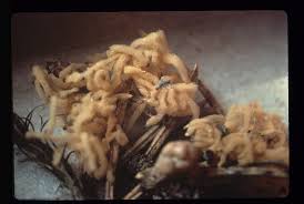 Attēlu rezultāti vaicājumam “Heterotrichia obvelata (syn. Arcyria obvelata) young”