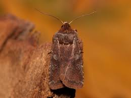 Attēlu rezultāti vaicājumam “Cerastis leucographa”