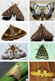Attēlu rezultāti vaicājumam “Crambidae”