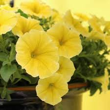 Image result for Petunia