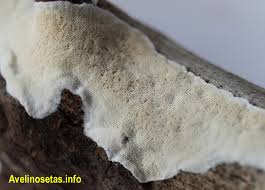 Attēlu rezultāti vaicājumam “Sidera lenis”