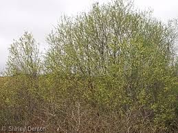 Attēlu rezultāti vaicājumam “Salix”