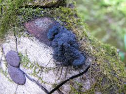 Attēlu rezultāti vaicājumam “Hypoxylon vogesiacum”