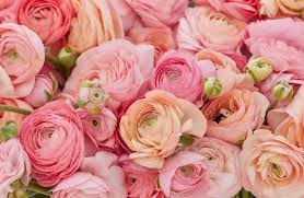 Attēlu rezultāti vaicājumam “Ranunculus brunnescens”