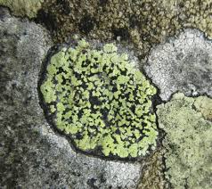 Attēlu rezultāti vaicājumam “Rhizocarpon geographicum”