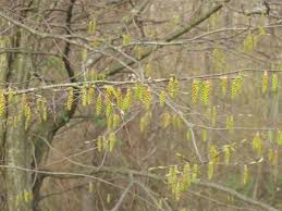 Attēlu rezultāti vaicājumam “Carpinus caroliniana male flower”