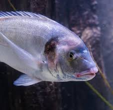 Image result for Lutjanus analis