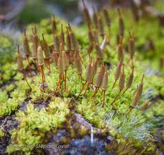 Attēlu rezultāti vaicājumam “Encalypta”