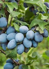 Attēlu rezultāti vaicājumam “Prunus domestica subsp. insitita fruit”