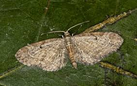 Attēlu rezultāti vaicājumam “Eupithecia tenuiata”