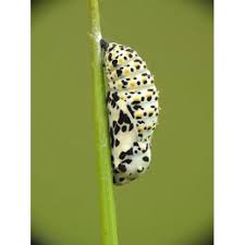 Attēlu rezultāti vaicājumam “Euphydryas maturna larva”