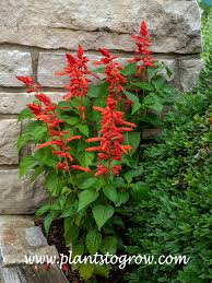 Image result for Salvia splendens