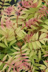 Attēlu rezultāti vaicājumam “Sorbaria sorbifolia bud”