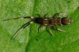 Attēlu rezultāti vaicājumam “Orchesella flavescens”