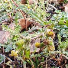 Attēlu rezultāti vaicājumam “Senecio vulgaris flower”