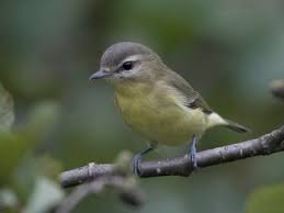 Image result for Vireo philadelphicus