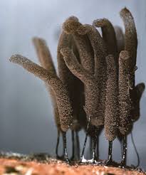 Attēlu rezultāti vaicājumam “Stemonitis flavogenita macro”