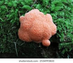 Attēlu rezultāti vaicājumam “Tubifera ferruginosa (subsp. ferruginosa)”