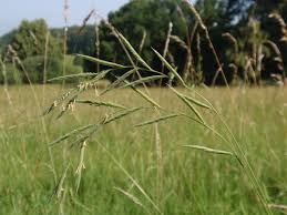 Attēlu rezultāti vaicājumam “Brachypodium pinnatum”