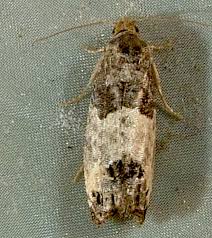 Attēlu rezultāti vaicājumam “Spilonota ocellana”