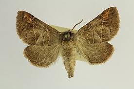 Attēlu rezultāti vaicājumam “Clostera pigra”