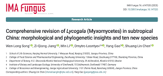 Attēlu rezultāti vaicājumam “Lycogala succineum”