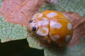 Attēlu rezultāti vaicājumam “Calvia decemguttata larva”