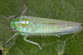 Attēlu rezultāti vaicājumam “Auchenorrhyncha”