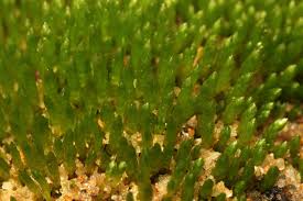 Attēlu rezultāti vaicājumam “Plagiothecium latebricola macro”