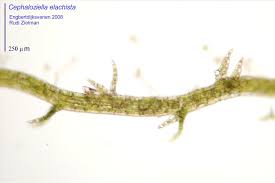 Attēlu rezultāti vaicājumam “Cephaloziella elachista”