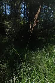 Attēlu rezultāti vaicājumam “Calamagrostis canescens”