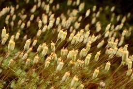 Attēlu rezultāti vaicājumam “Pogonatum dentatum macro”