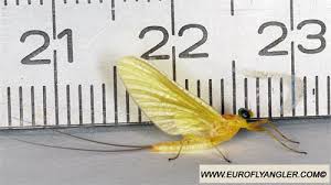 Attēlu rezultāti vaicājumam “Heptagenia sulphurea”