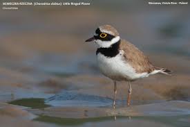 Attēlu rezultāti vaicājumam “Charadrius dubius”