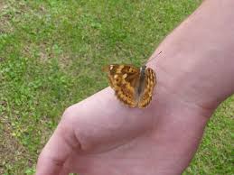 Attēlu rezultāti vaicājumam “Apatura ilia female”