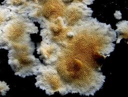 Attēlu rezultāti vaicājumam “Steccherinum ochraceum”