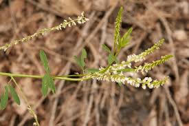 Attēlu rezultāti vaicājumam “Melilotus albus fruit”