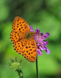 Attēlu rezultāti vaicājumam “Brenthis daphne underside”