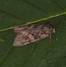 Attēlu rezultāti vaicājumam “Lacanobia contigua”