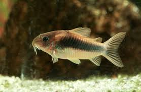 Image result for fish corydoras