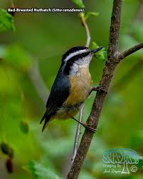 Image result for Sitta canadensis