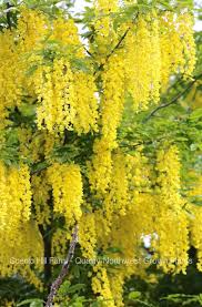 Attēlu rezultāti vaicājumam “Laburnum anagyroides flower”