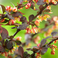 Attēlu rezultāti vaicājumam “Berberis thunbergii flower”